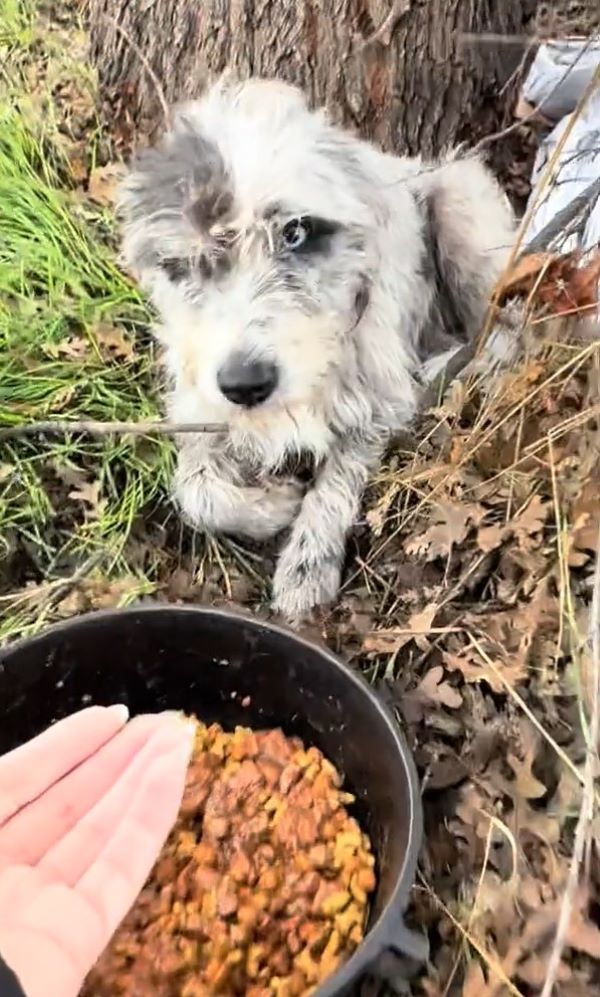 stray white dog and food
