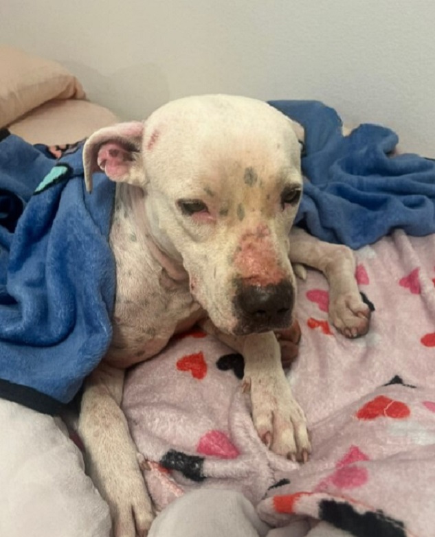 stray white dog in bed