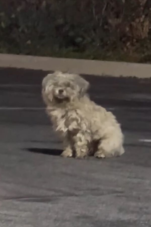 stray white dog on street