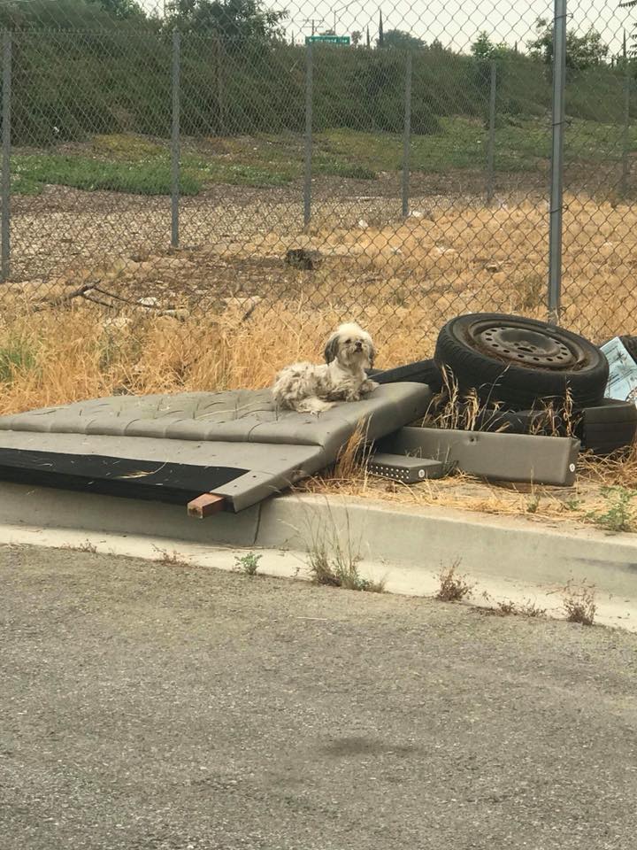 stray white dog