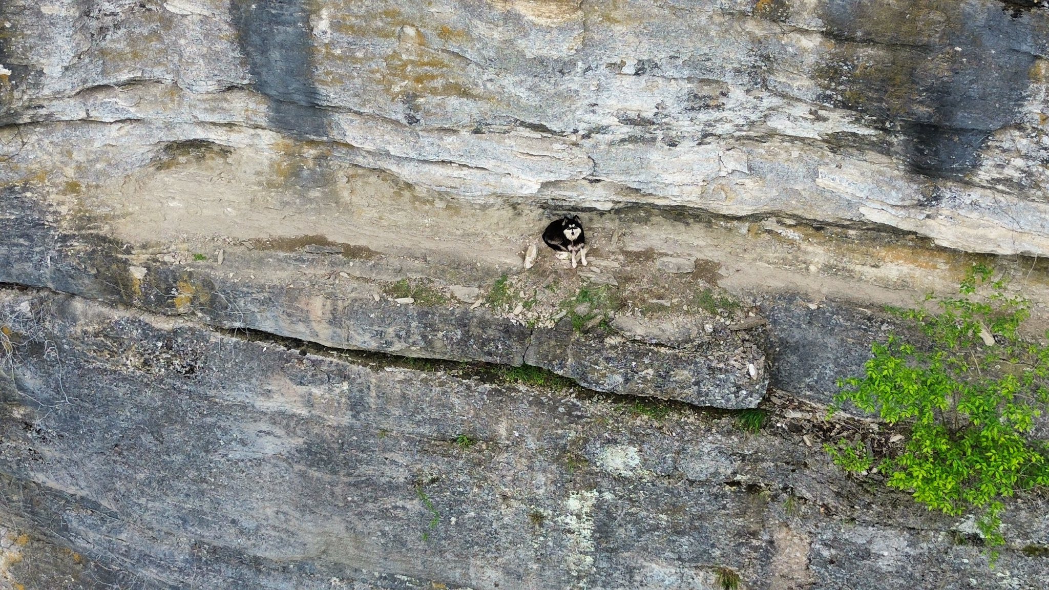 stuck black dog