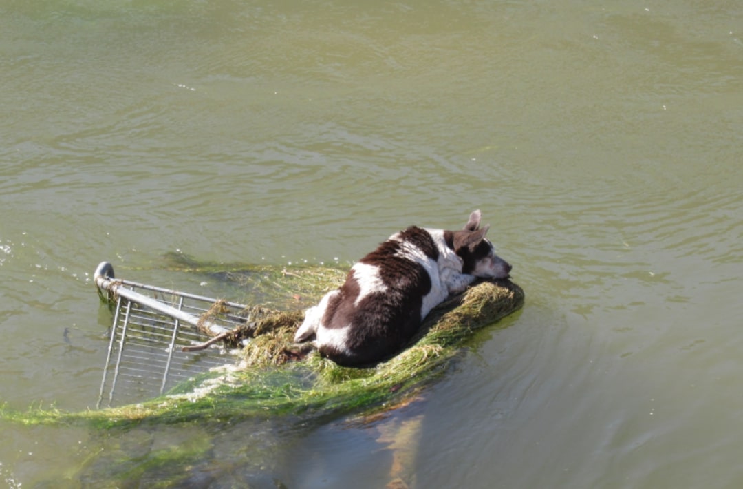 stuck dog in canal