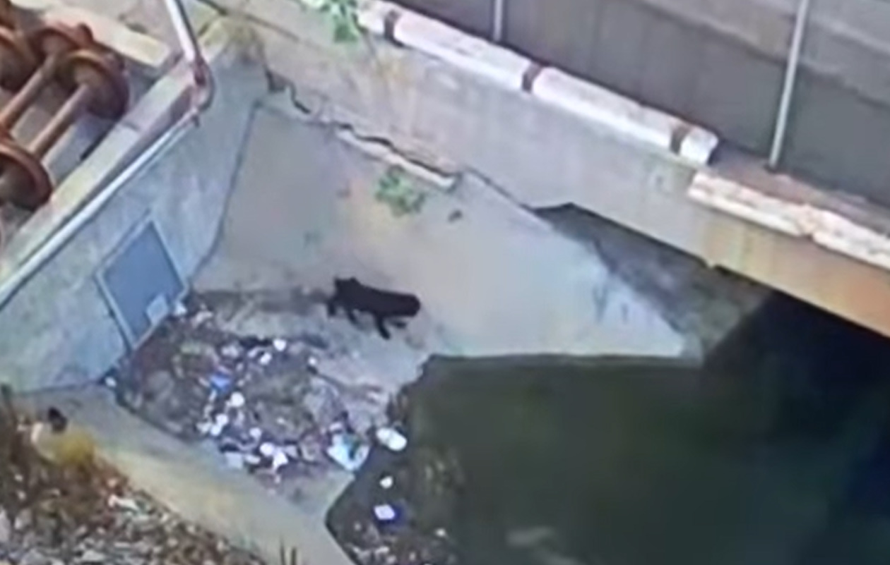 stuck dog