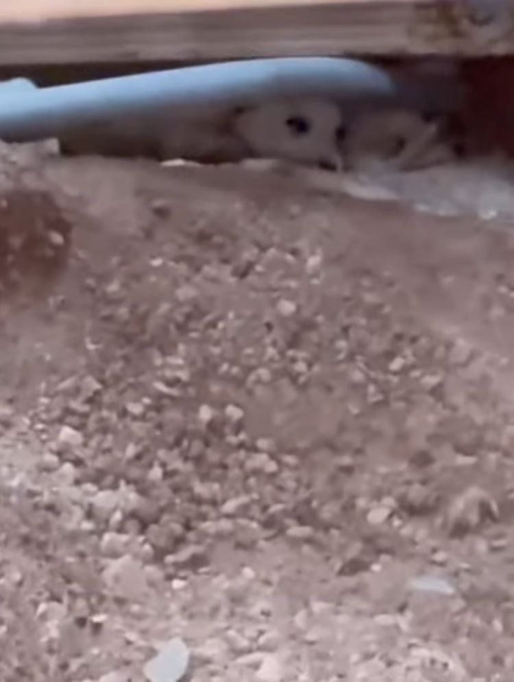 stuck tiny dog