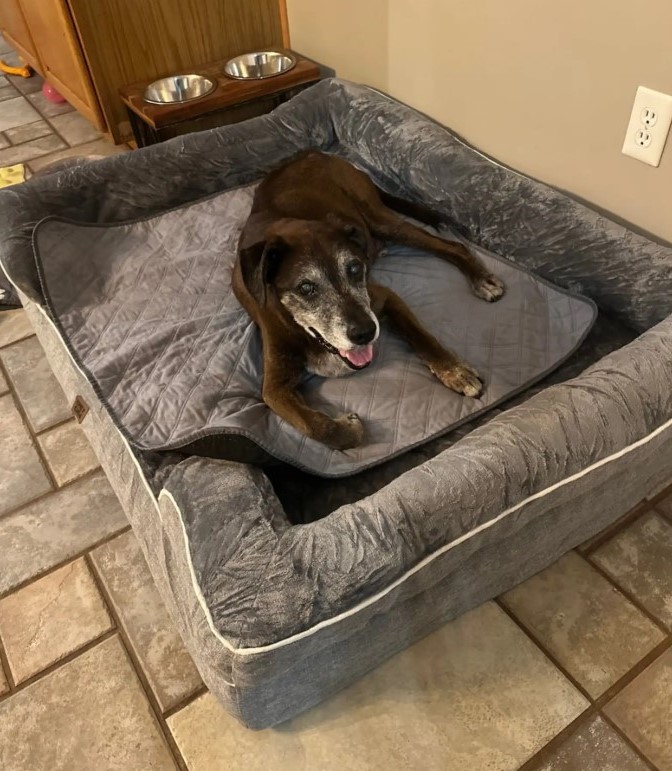 surrendered dog