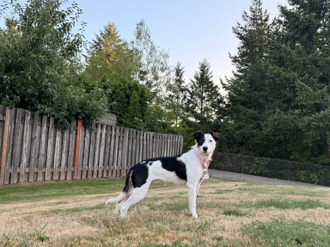 sweet Border Collie