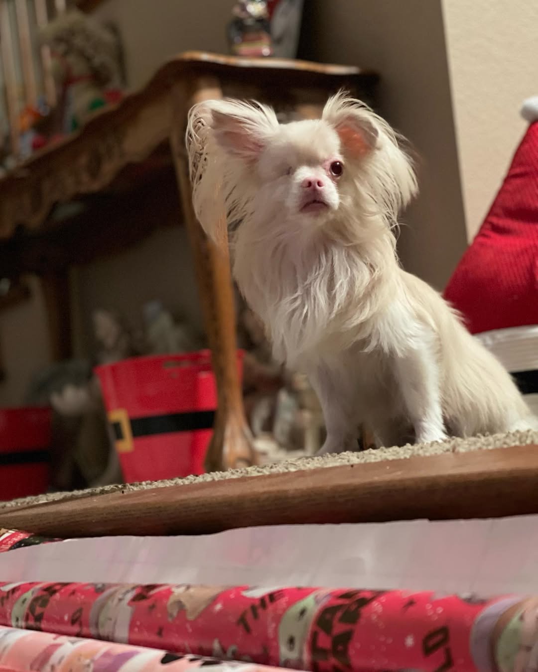 sweet albino dog
