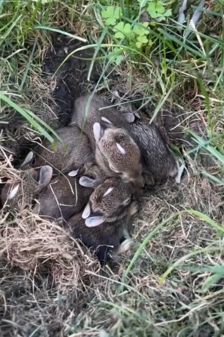 sweet baby rabbits