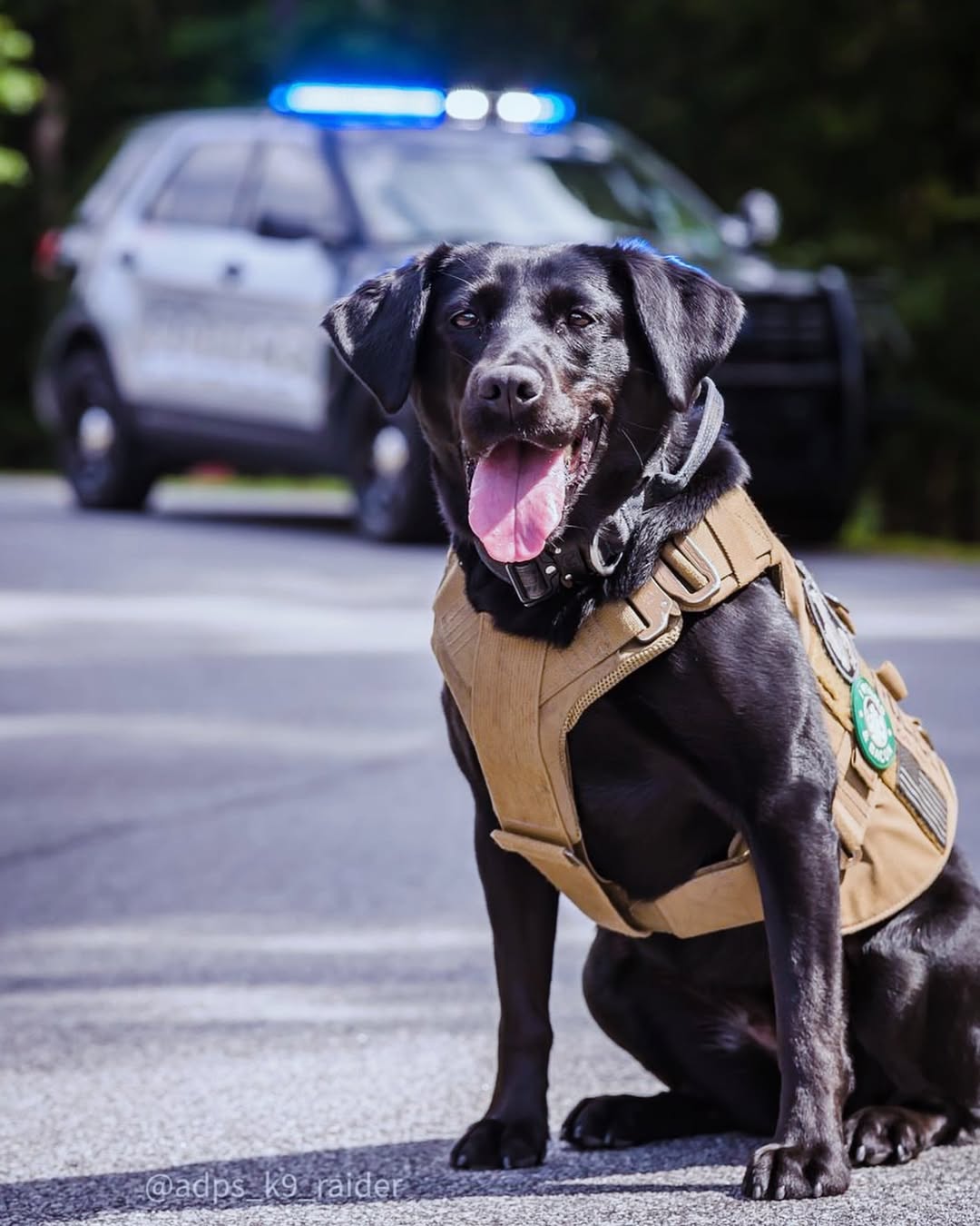 sweet black K-9 dog