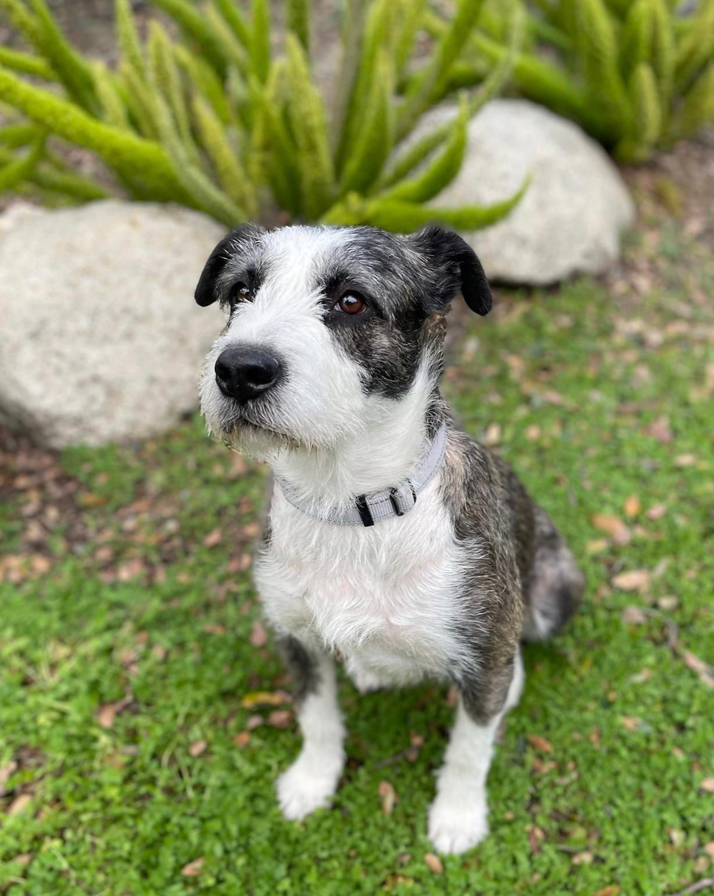 sweet black and white dog