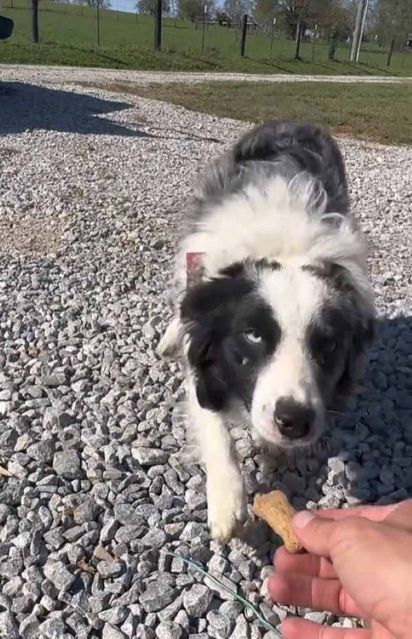 sweet black and white dog