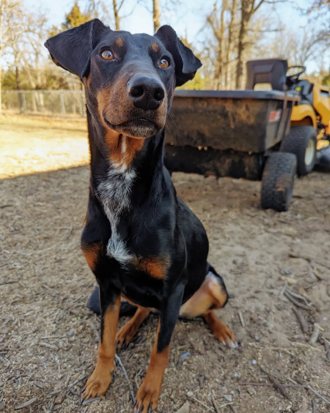 sweet black dog