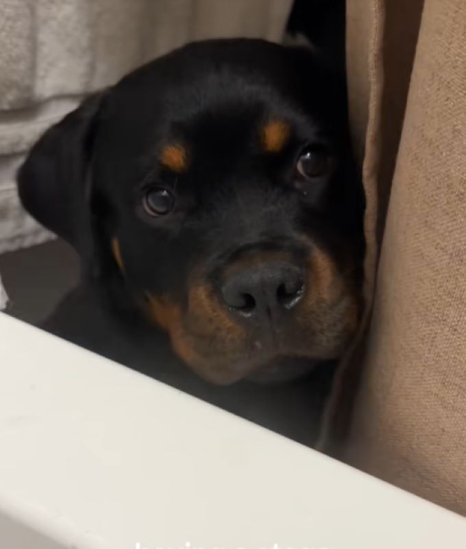 sweet black dog