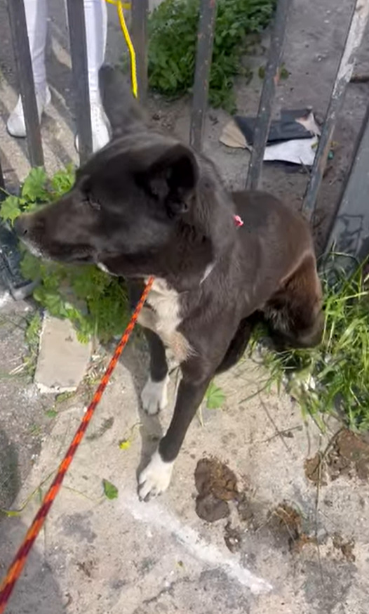sweet black dog