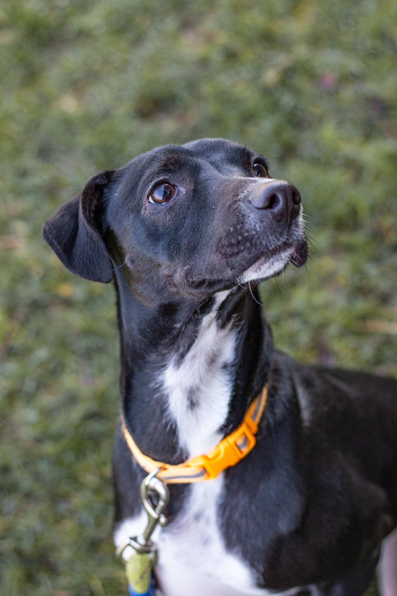 sweet black dog