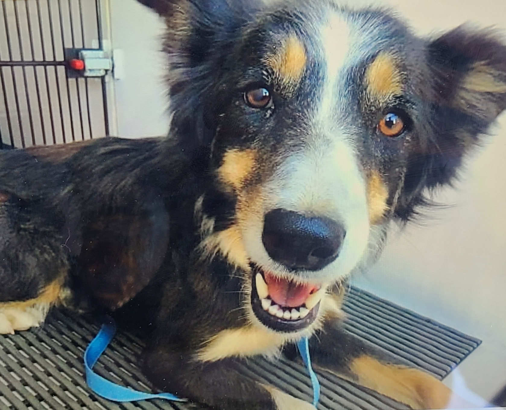 sweet black dog