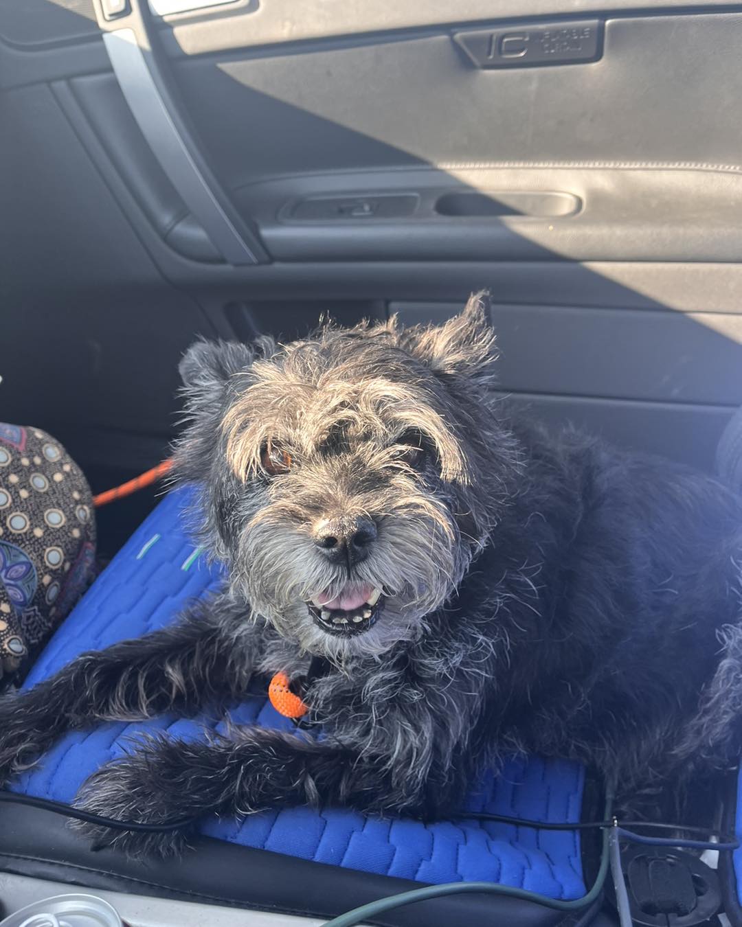 sweet black dog in car