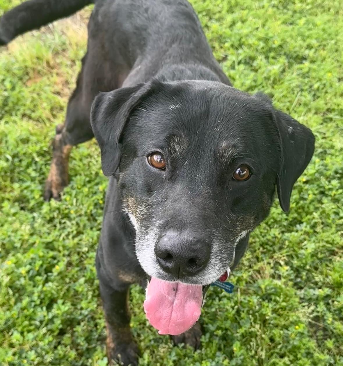 sweet black dog