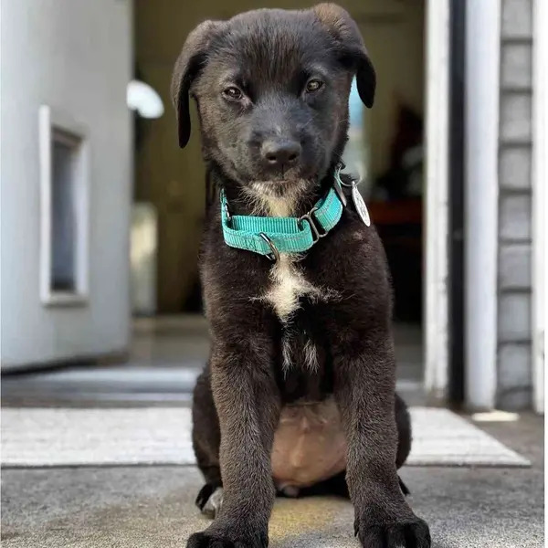 sweet black puppy