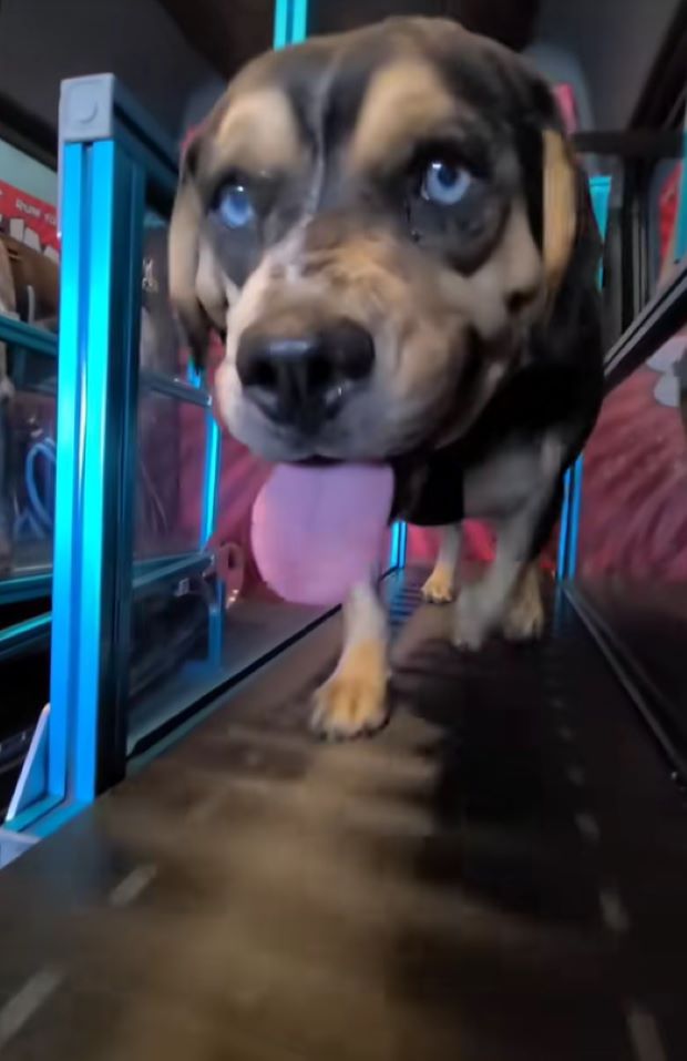sweet blind dog