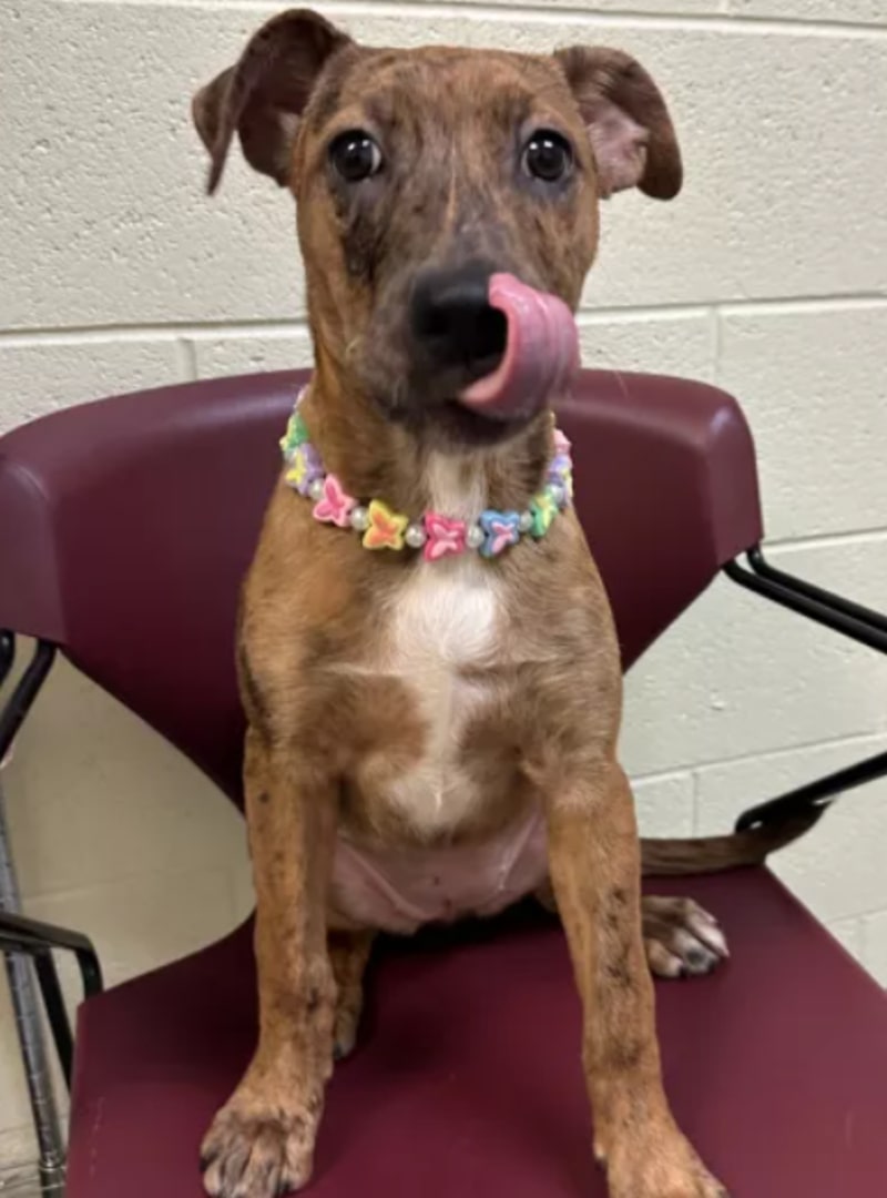 sweet brown dog