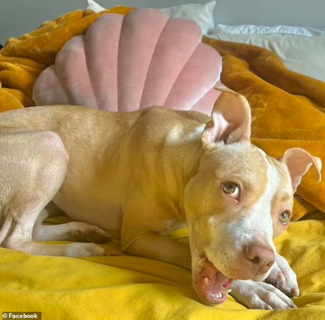 sweet brown dog