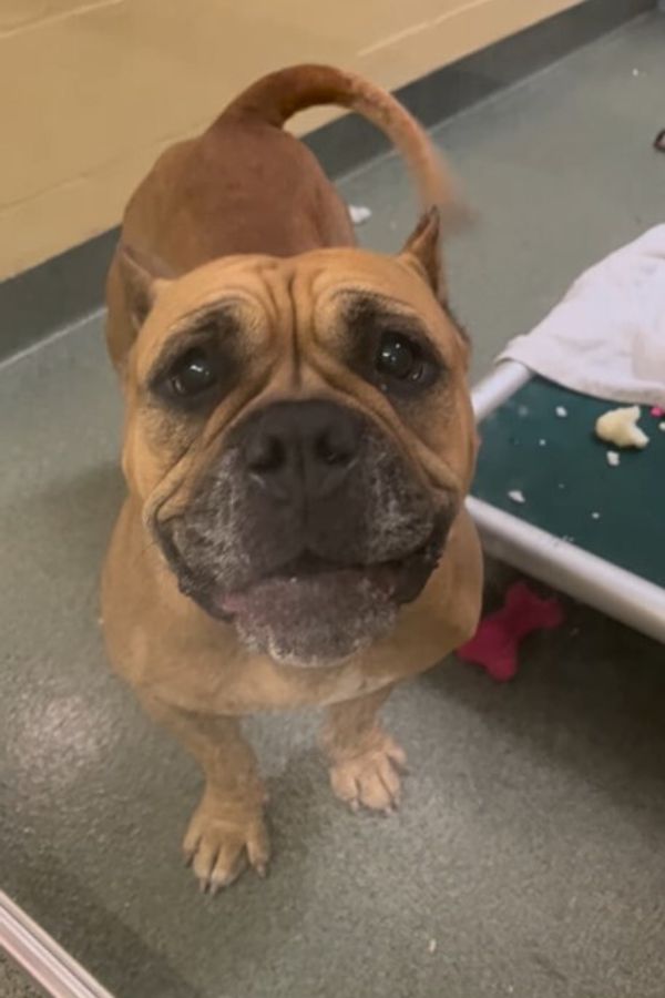 sweet brown dog