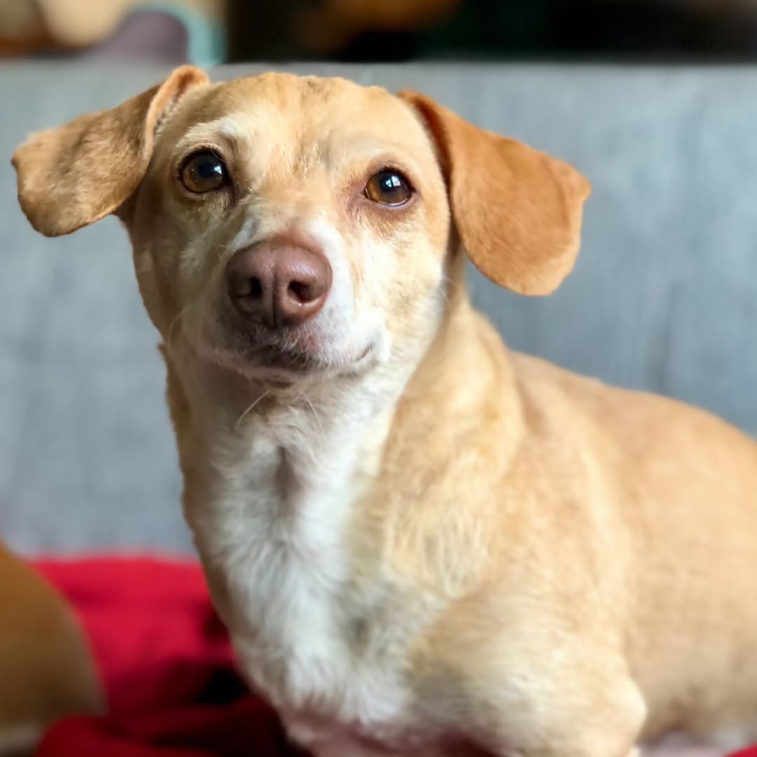sweet brown dog