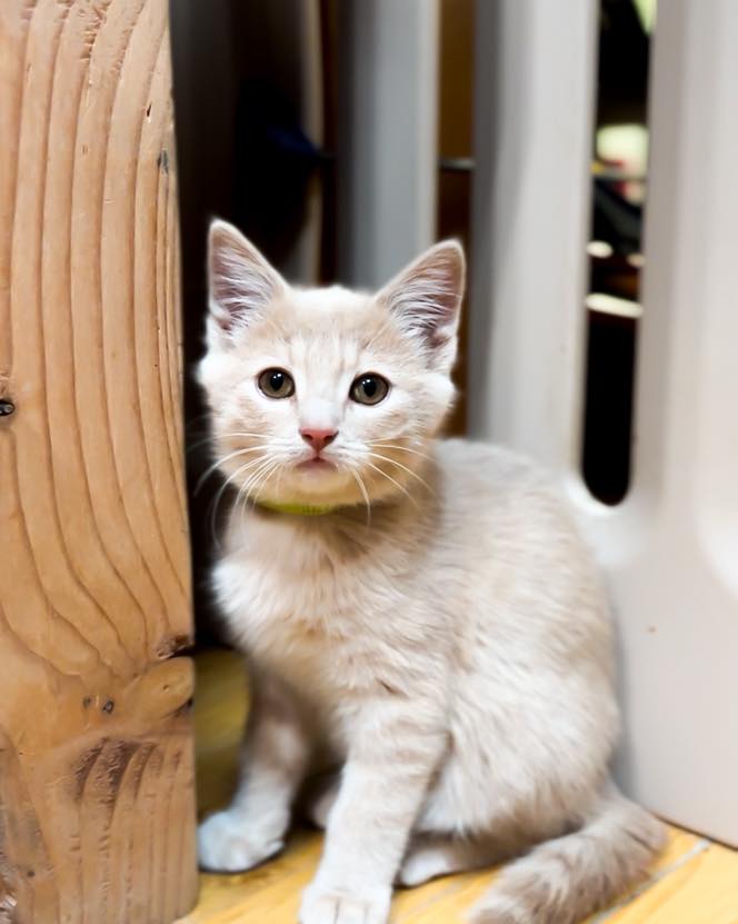 sweet cat