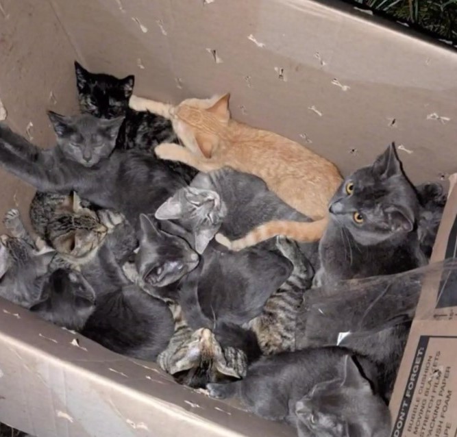 sweet cats in box