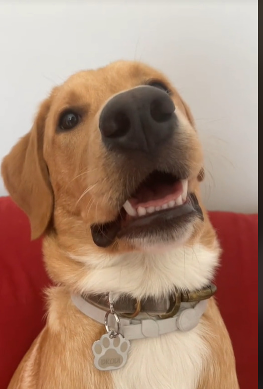 sweet dog
