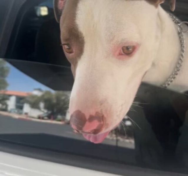 sweet dog