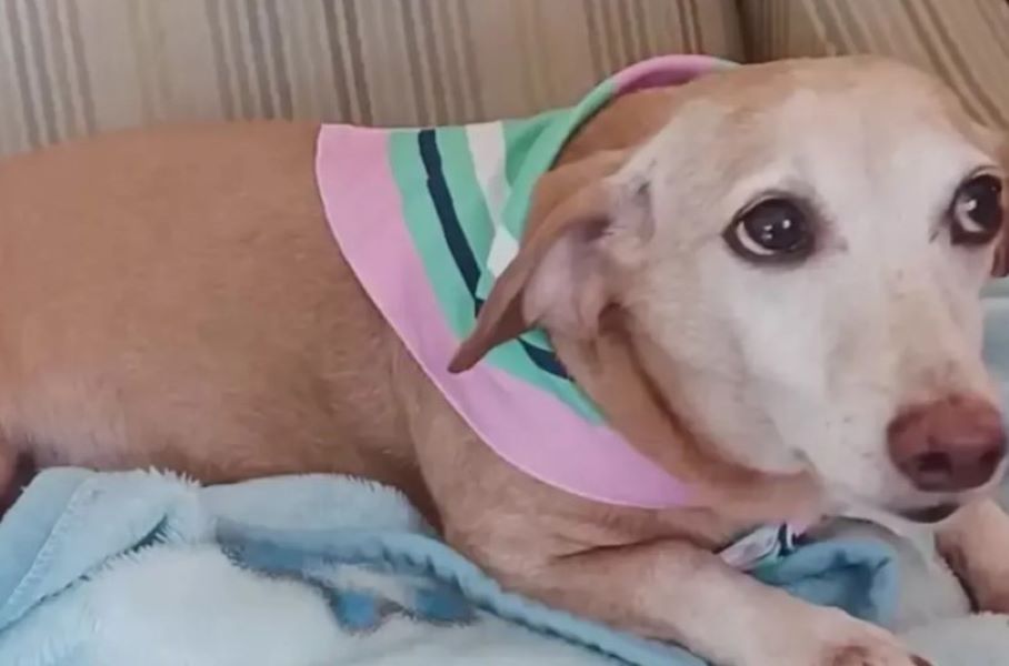sweet dog