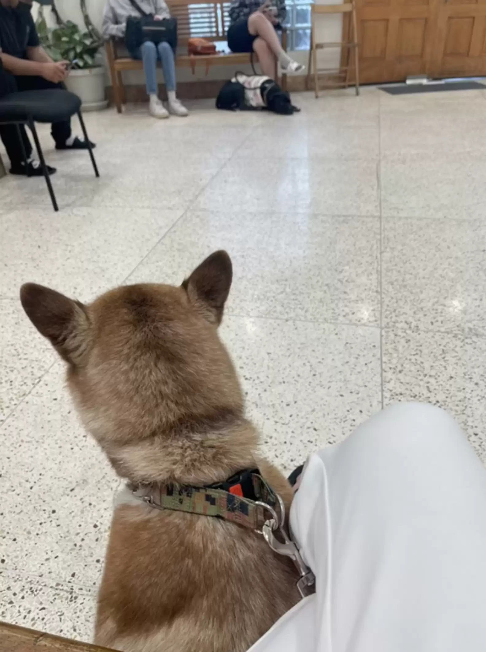 sweet dog from behind