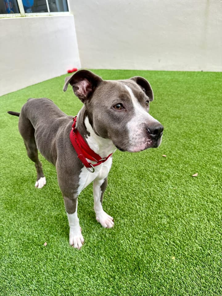 sweet dog in building