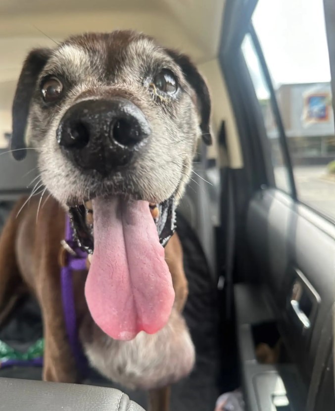 sweet dog in car