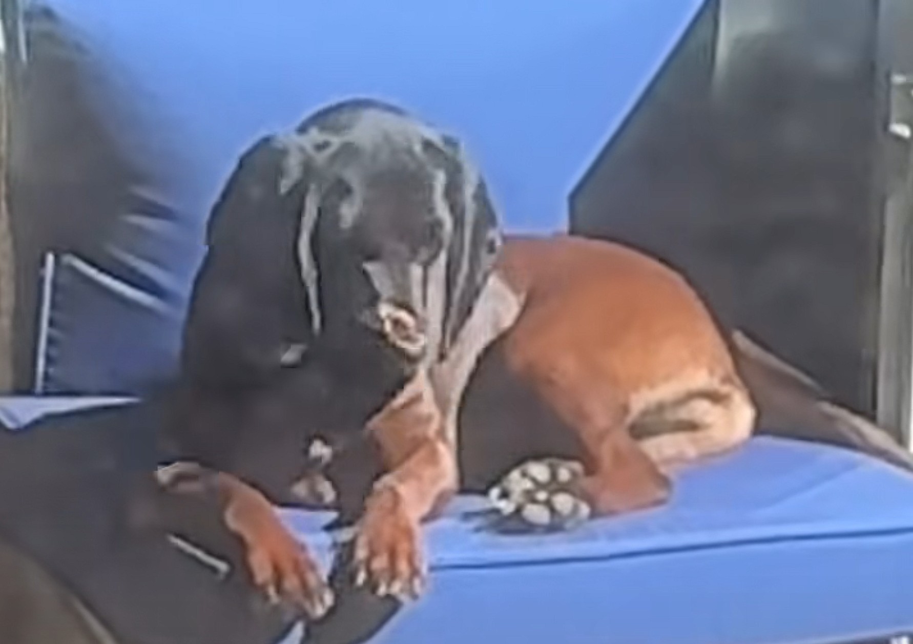 sweet dog in chair