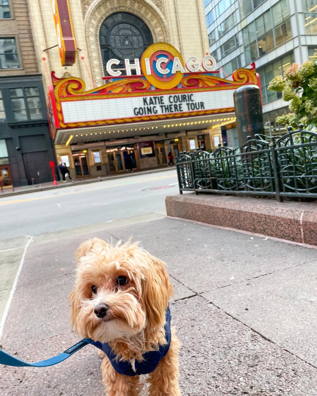 sweet dog in city