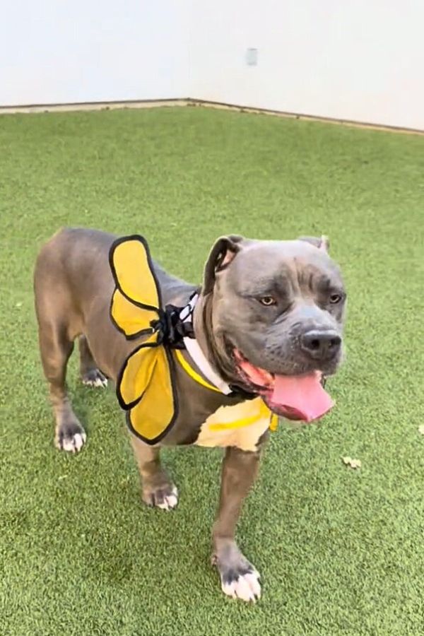 sweet dog in cosplay