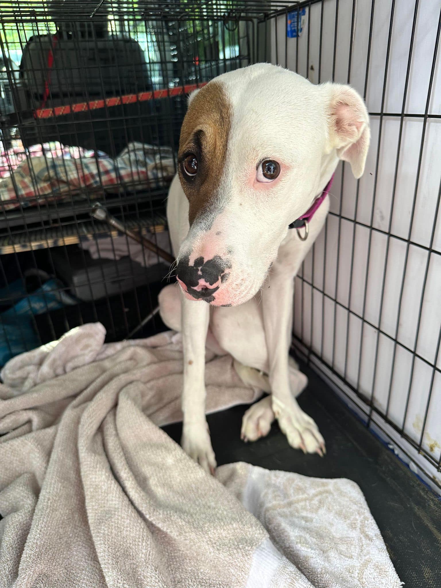 sweet dog in crate