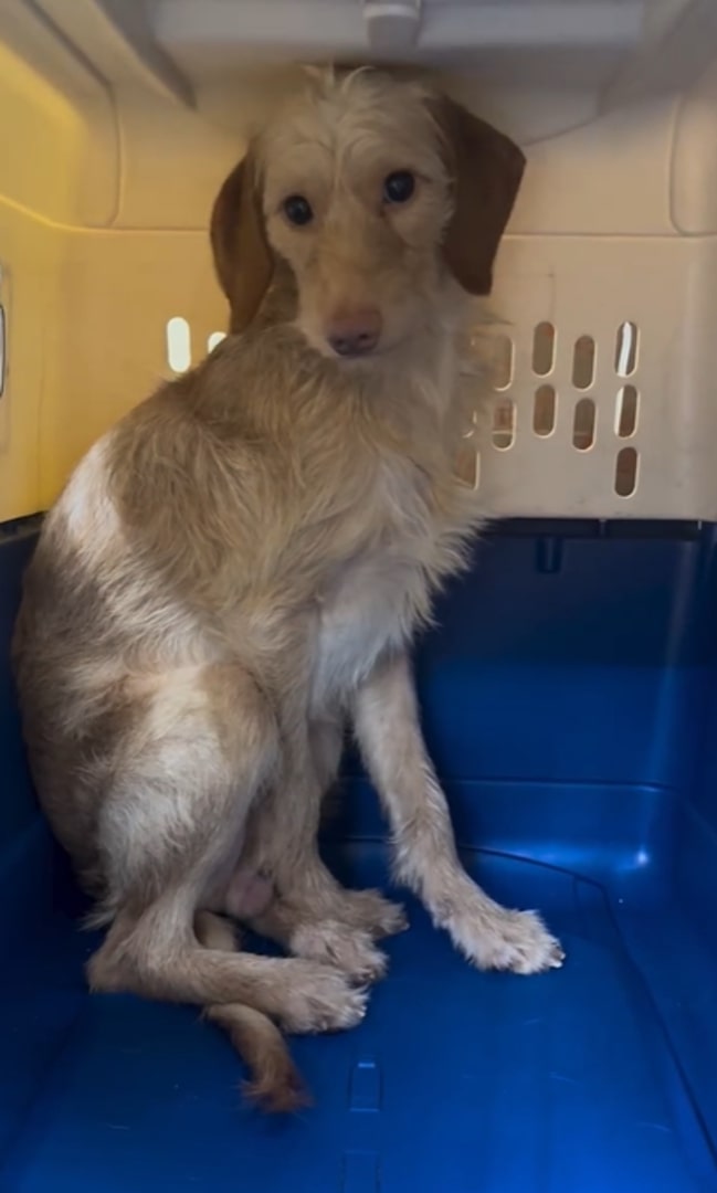 sweet dog in crate