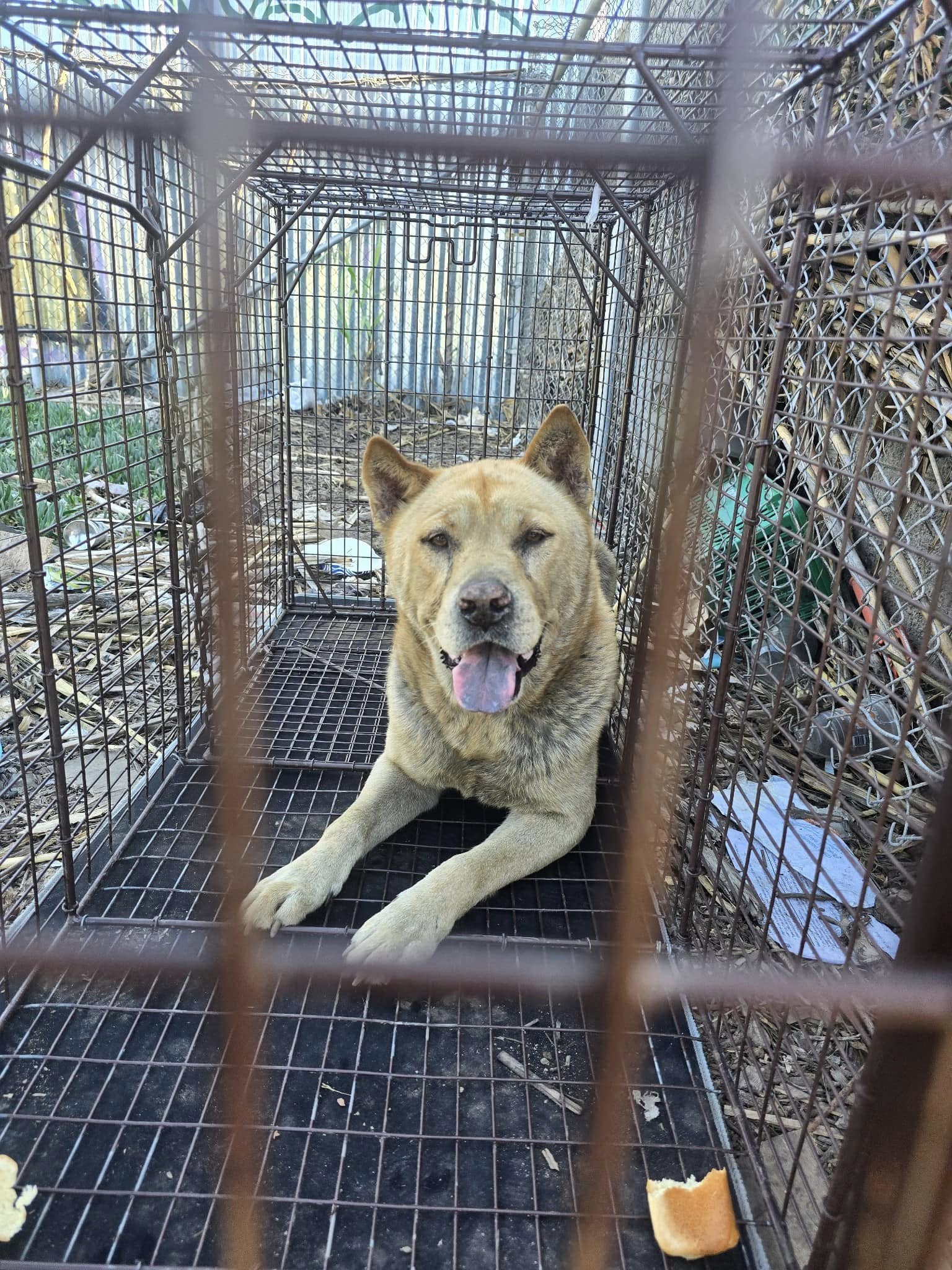 sweet dog in crate