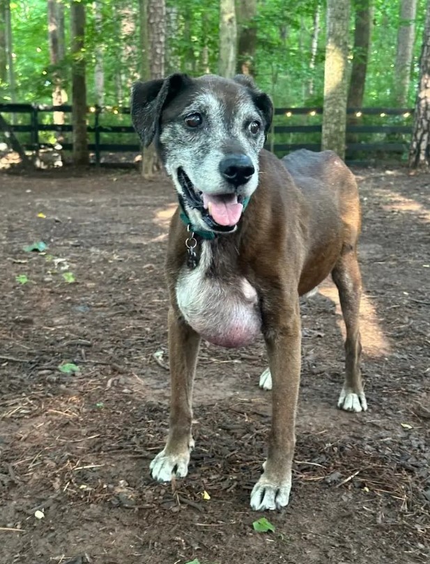 sweet dog in forest