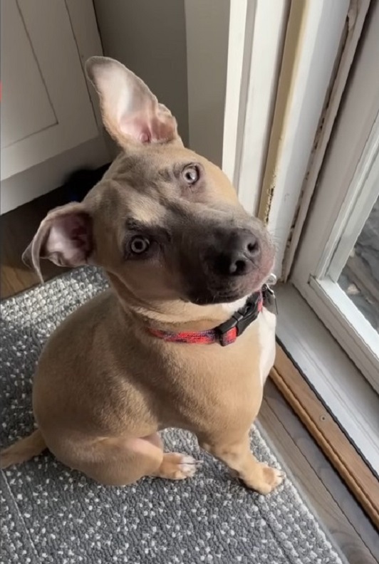 sweet dog in house