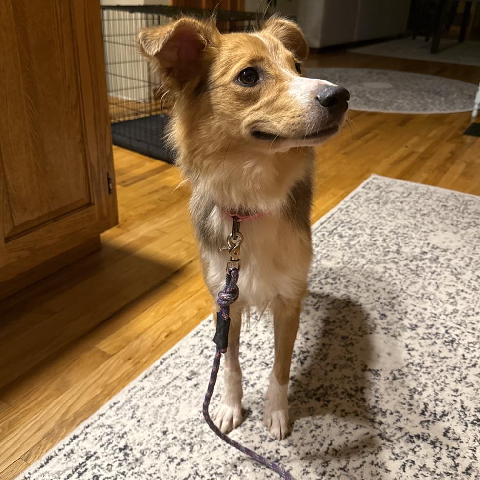 sweet dog in house