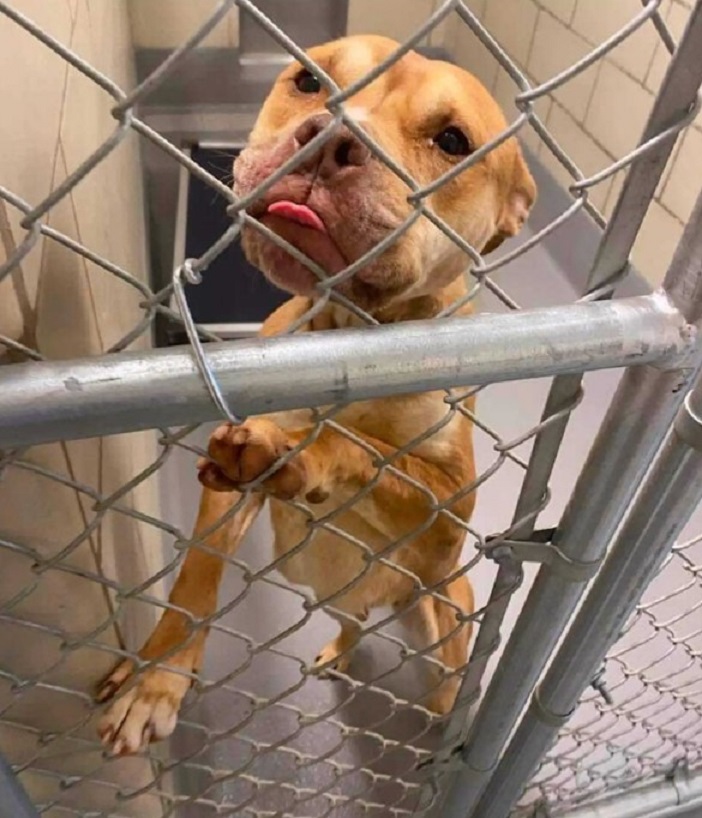 sweet dog in shelter