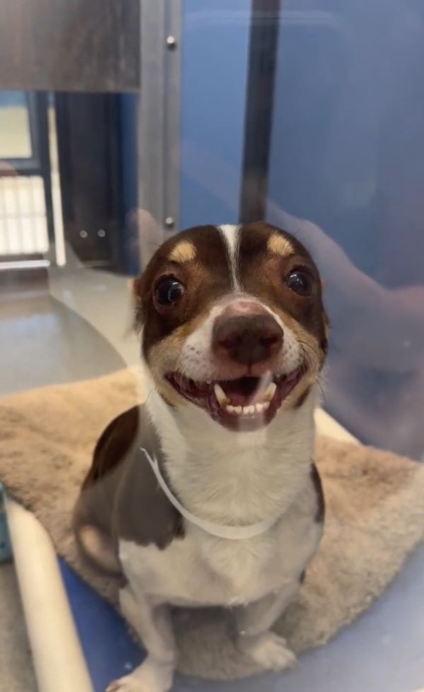 sweet dog in shelter