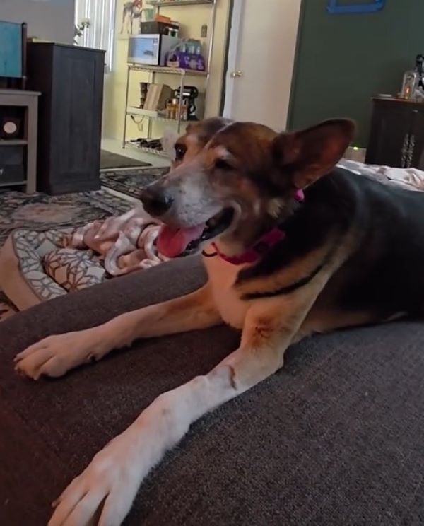 sweet dog laying on couch