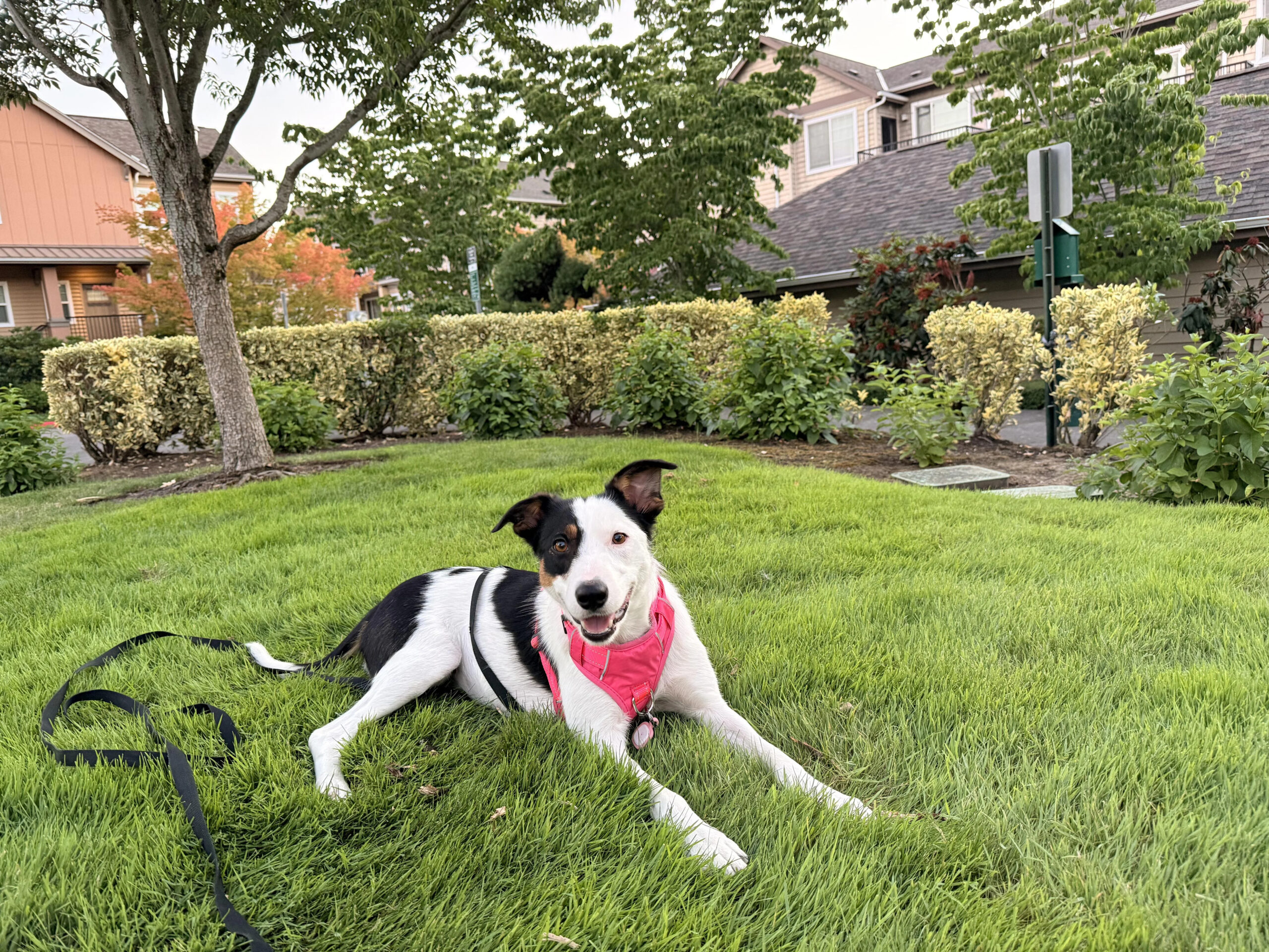 sweet dog laying on the grass