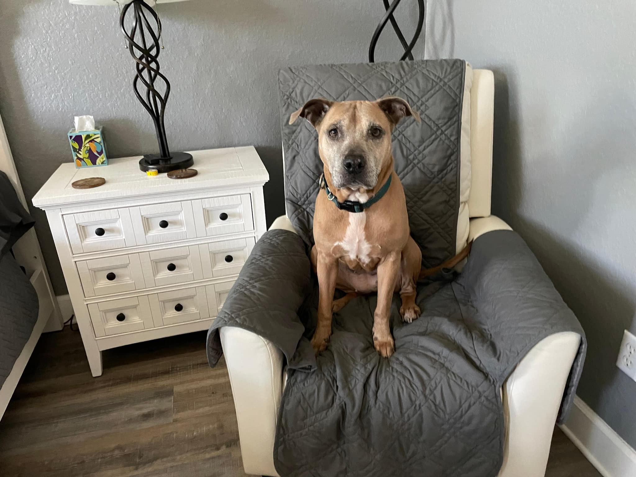 sweet dog on chair